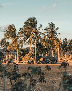 椰子树植物树木摄影