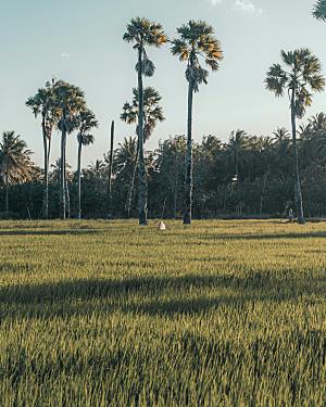 椰子树植物树木摄影