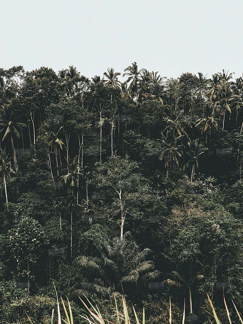 椰子果树摄影素材