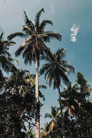 椰子热带水果摄影素材
