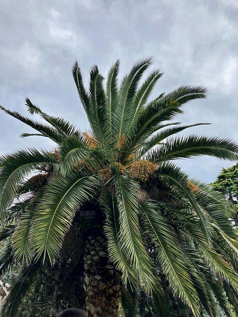 椰子热带水果摄影素材