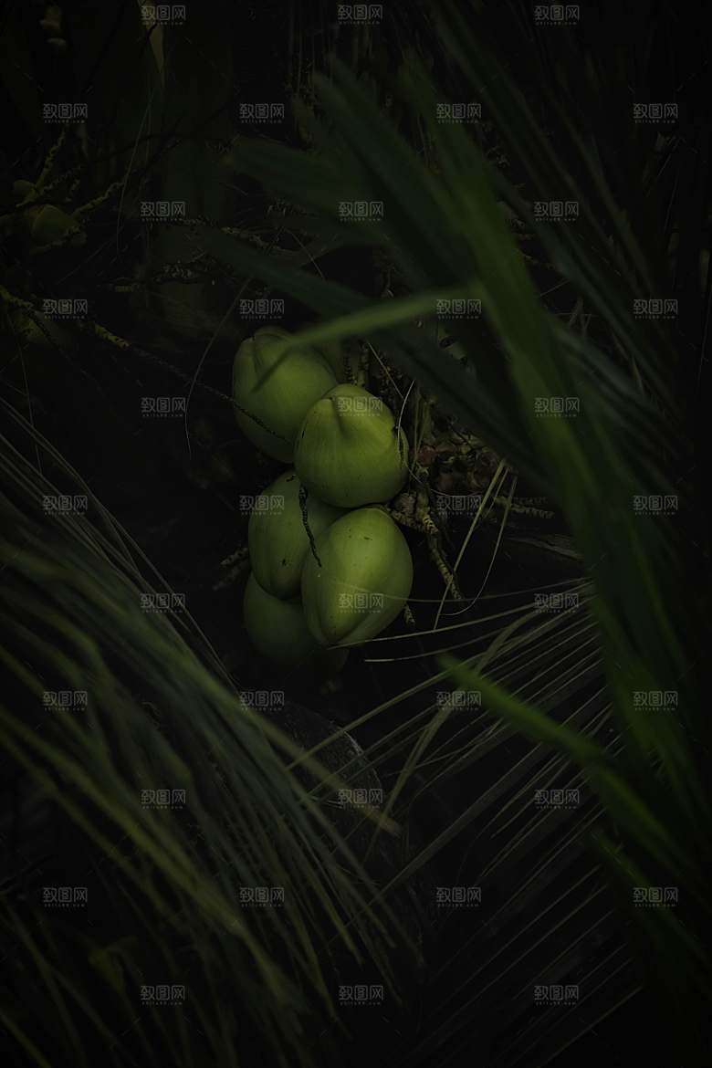 海南椰子树摄影素材