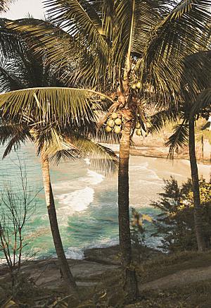 海南椰子树摄影素材