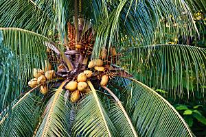 海南椰子树摄影素材