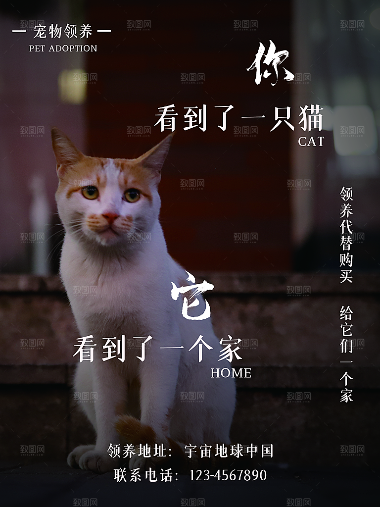 宠物商店海报寄养兽医狗猫粮食柯基