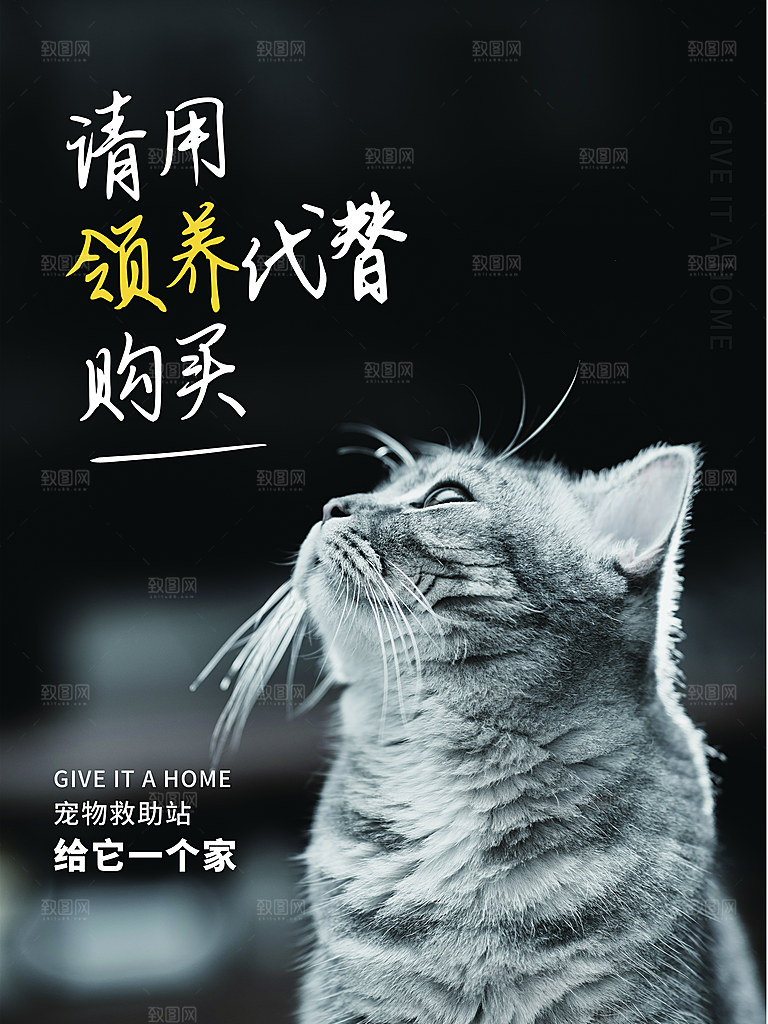 宠物商店海报寄养兽医狗猫粮食柯基金毛美容
