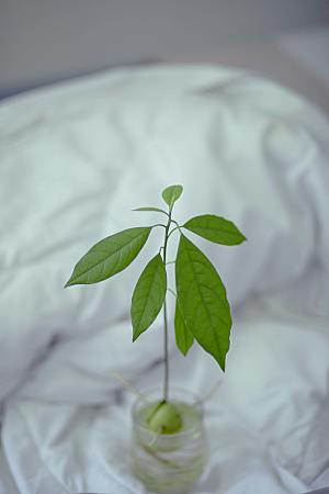 鳄梨果树摄影素材