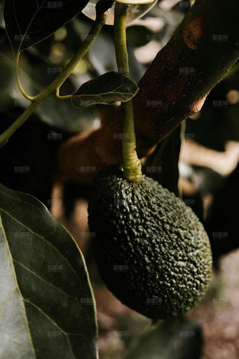 鳄梨果树摄影素材