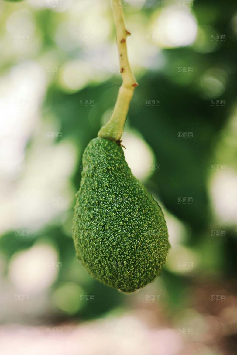 鳄梨果树摄影素材