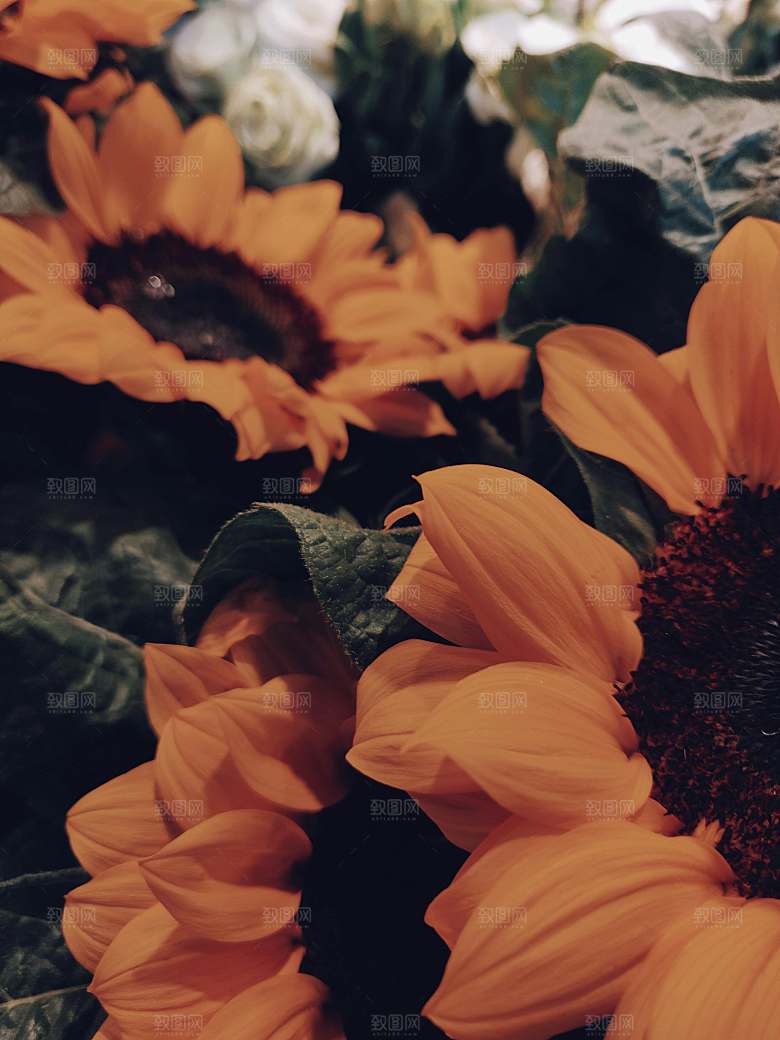 朝阳花鲜花摄影素材