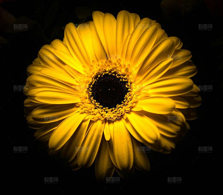 朝阳花鲜花摄影素材