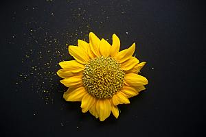 黄色向日葵摄影素材