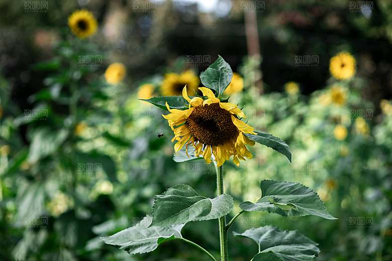 向阳花摄影素材元素