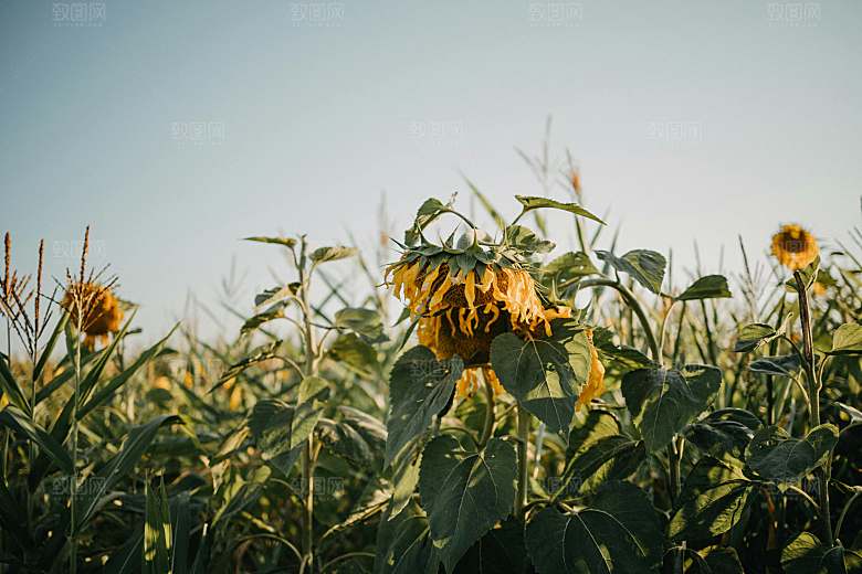 向日葵鲜花摄影特写素材