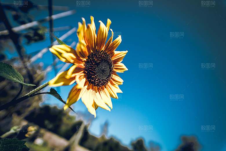 向日葵鲜花摄影特写素材