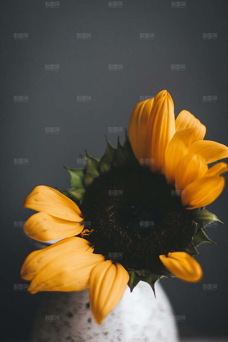 向日葵鲜花摄影特写素材