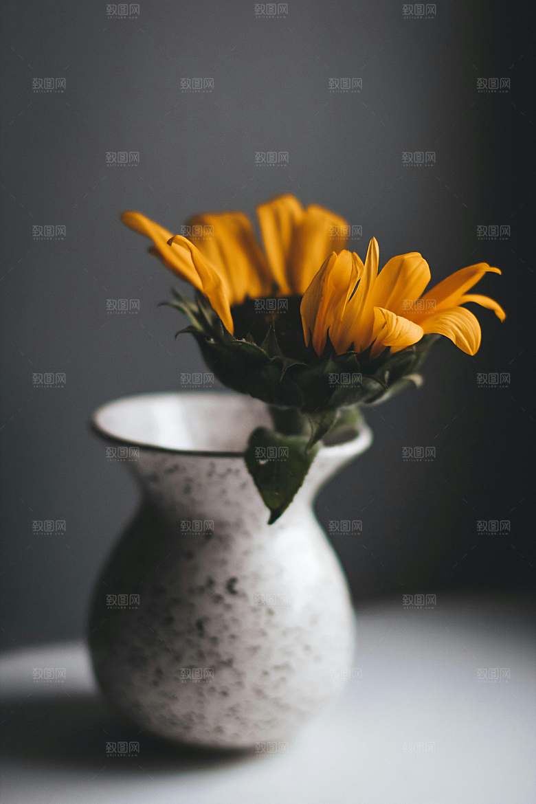 向日葵鲜花摄影特写素材