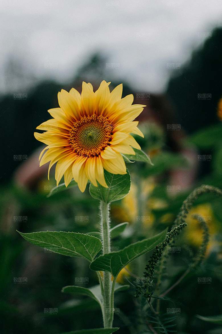 向日葵鲜花摄影特写素材