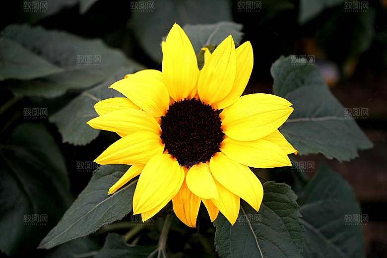 向日葵鲜花摄影特写素材