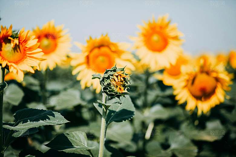 向日葵鲜花摄影特写素材