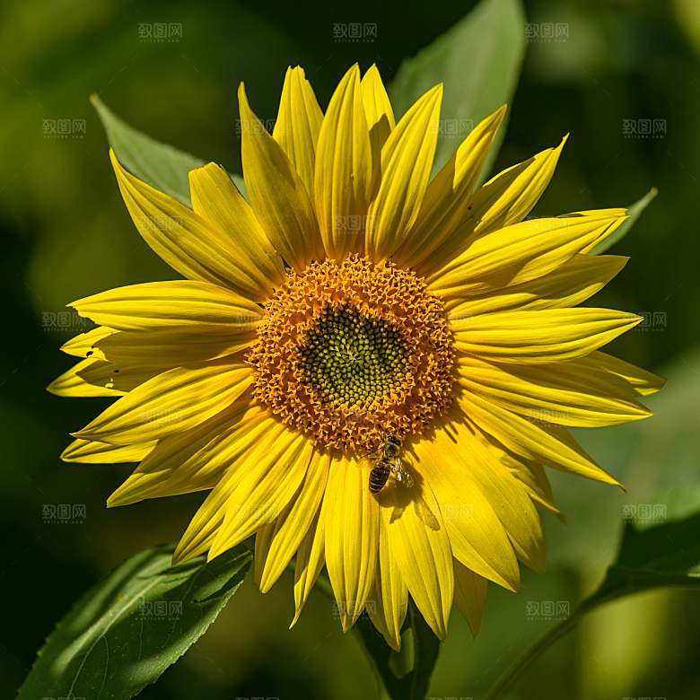 摄影素材向日葵鲜花素材