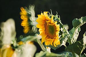 鲜花摄影向日葵素材