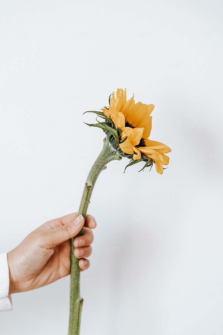 向日葵鲜花摄影素材