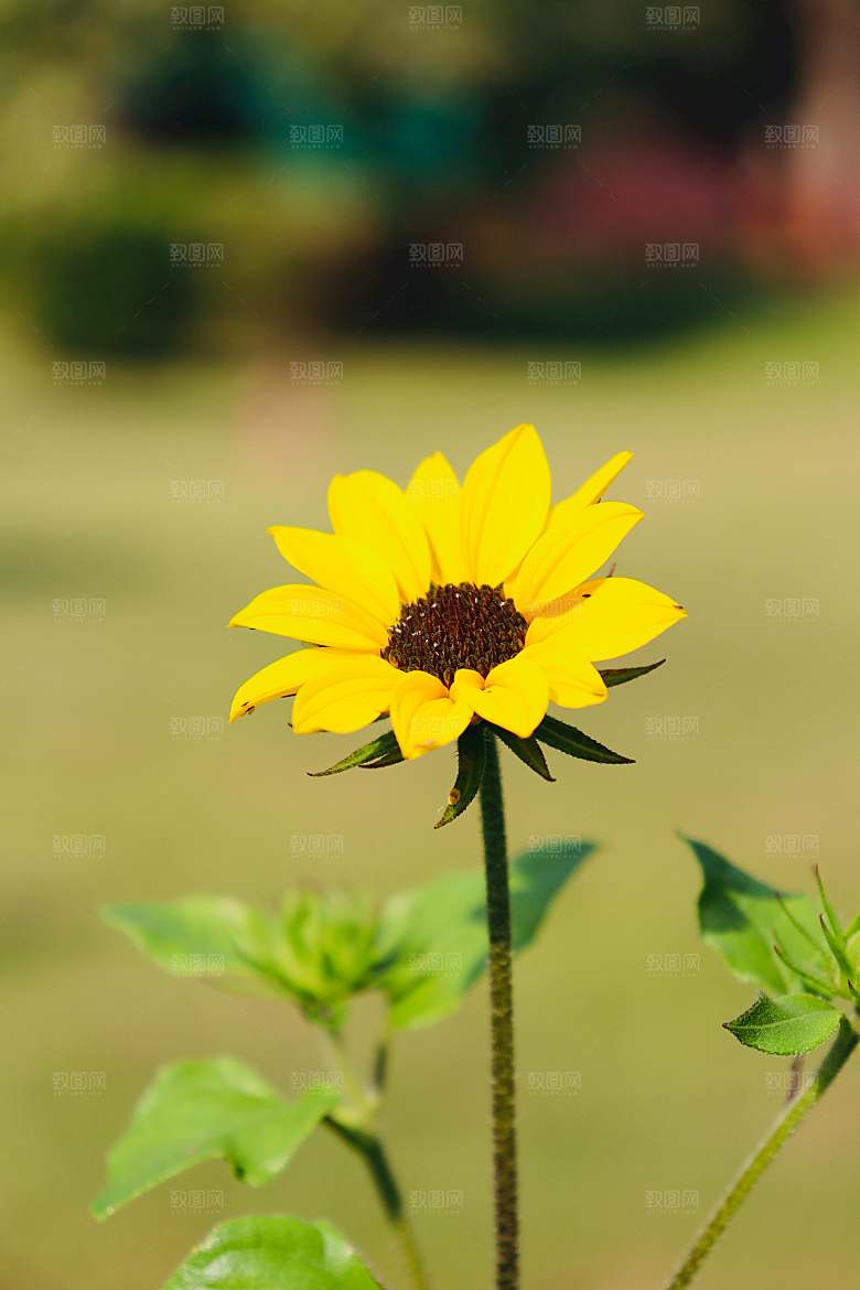 向日葵鲜花摄影素材