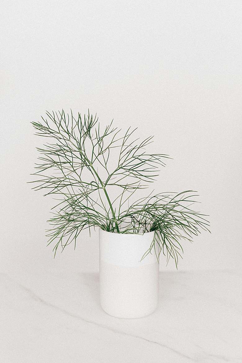 迷迭香香草摄影素材