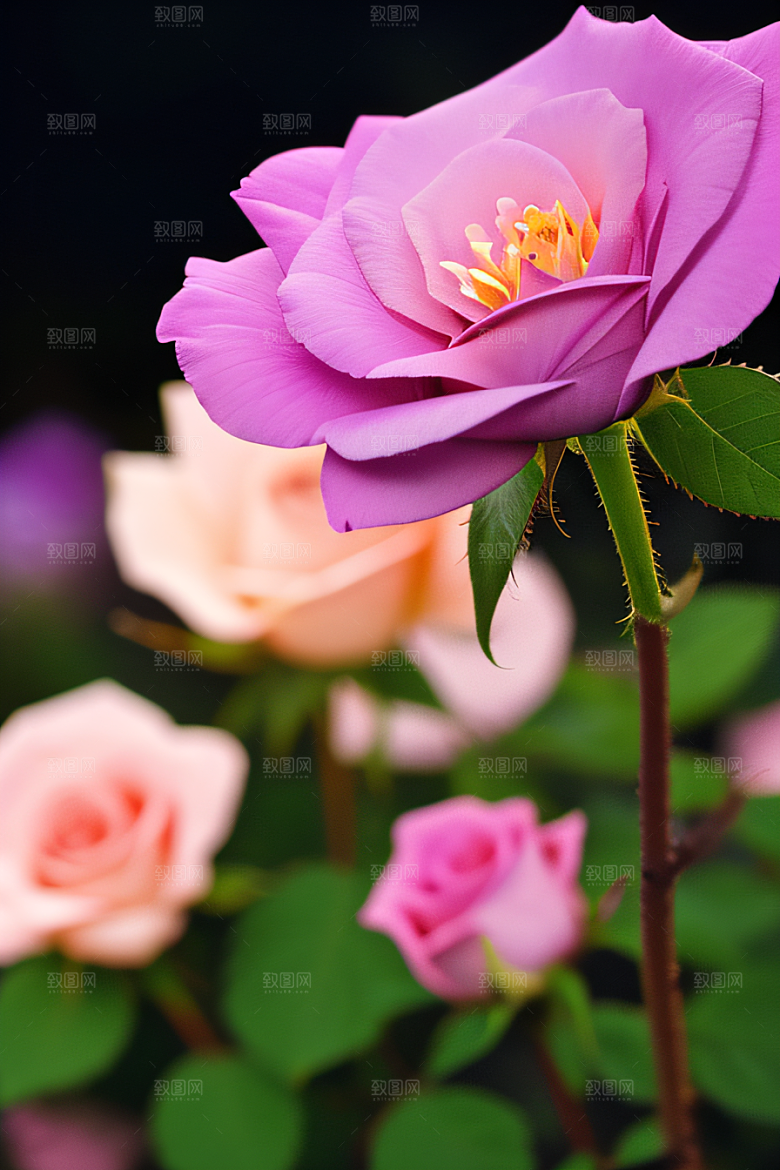 绽放的花海浪漫之美