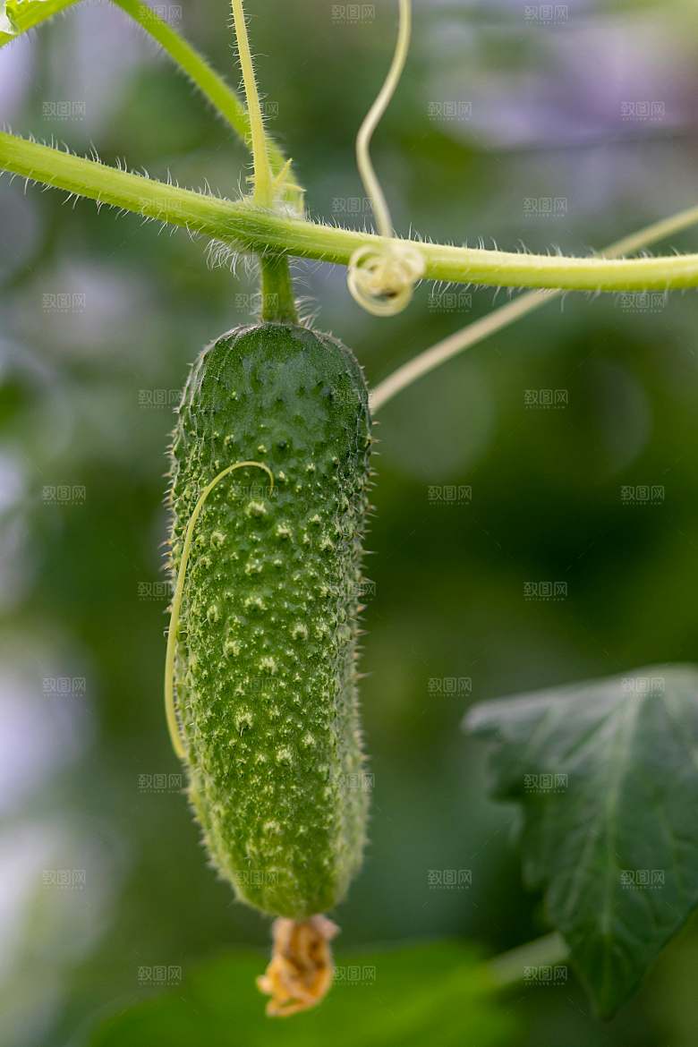 蔬菜摄影黄瓜特写