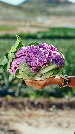 紫色菜花花椰菜摄影素材