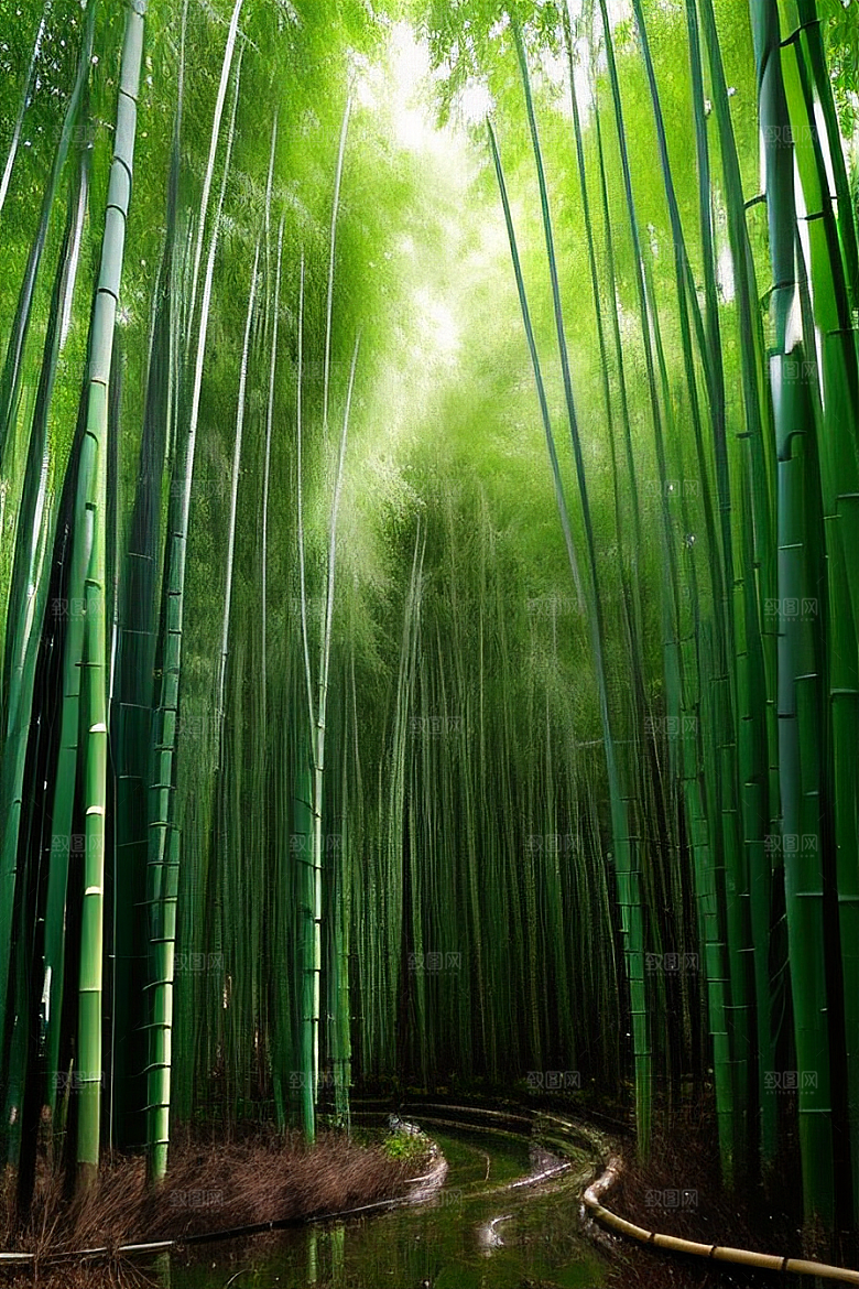 雨后的竹笋丛的美景