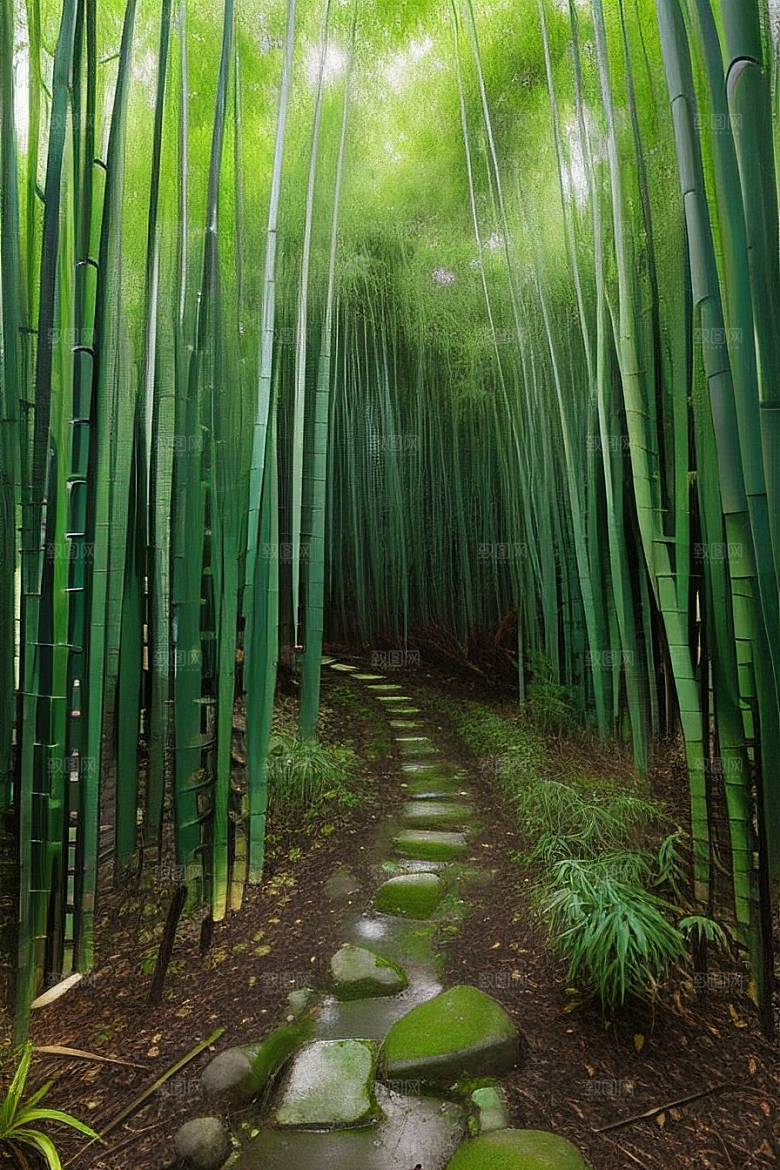 雨后的竹林的美景