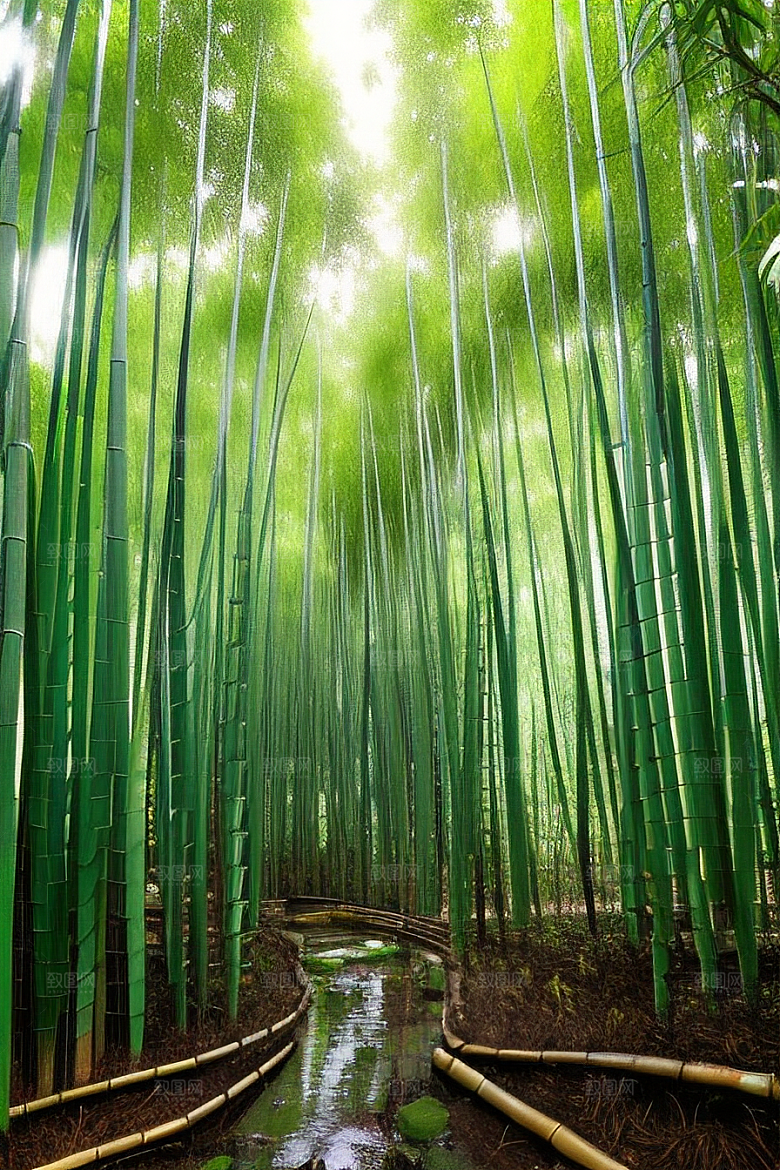 雨后的竹林的美景