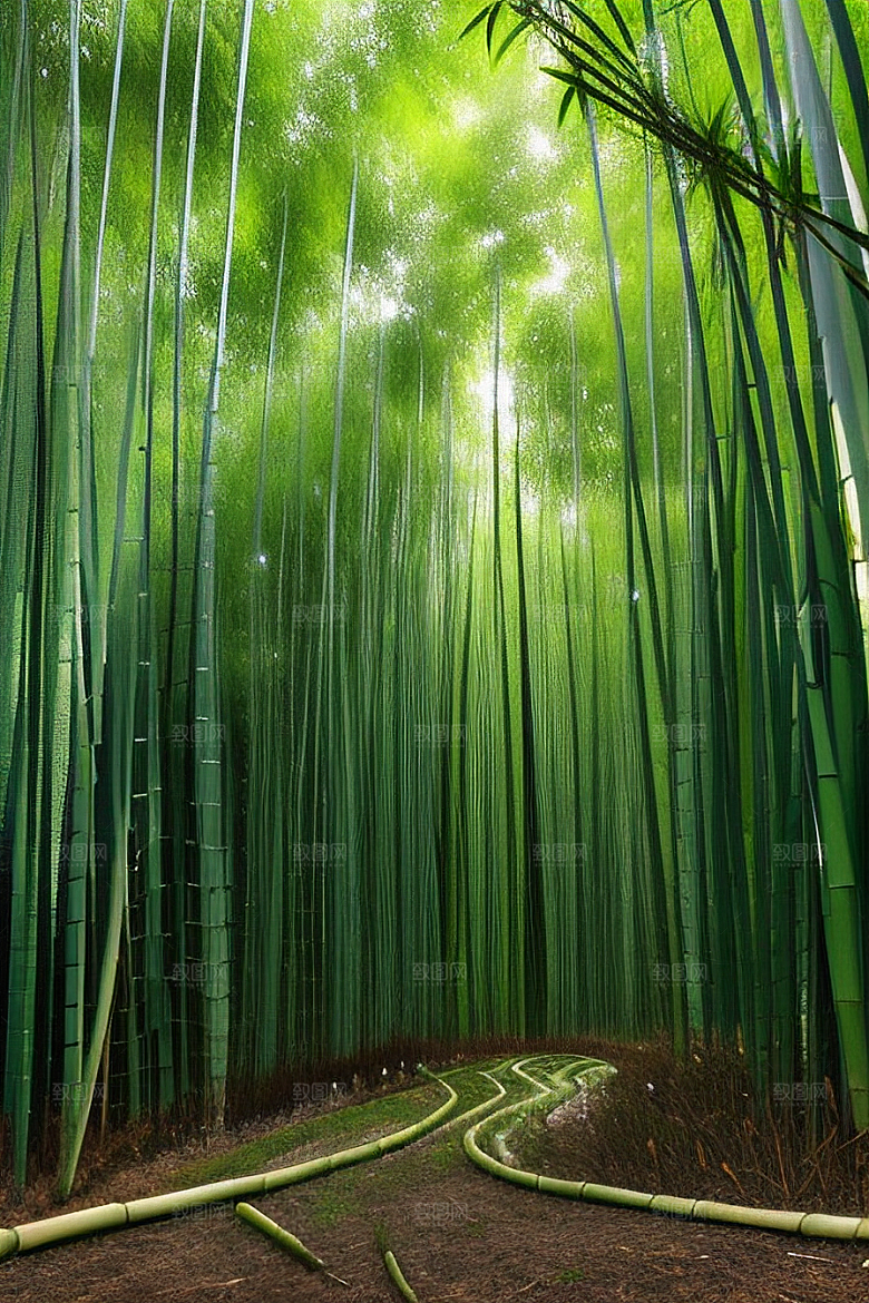 雨后的竹林的美景