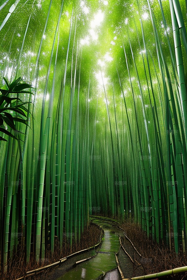 雨后的竹林的美景