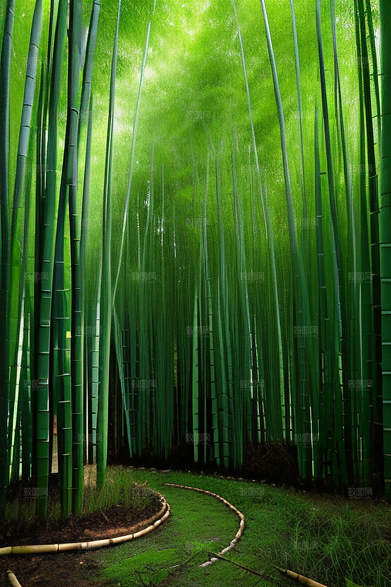 雨后的竹林的美景