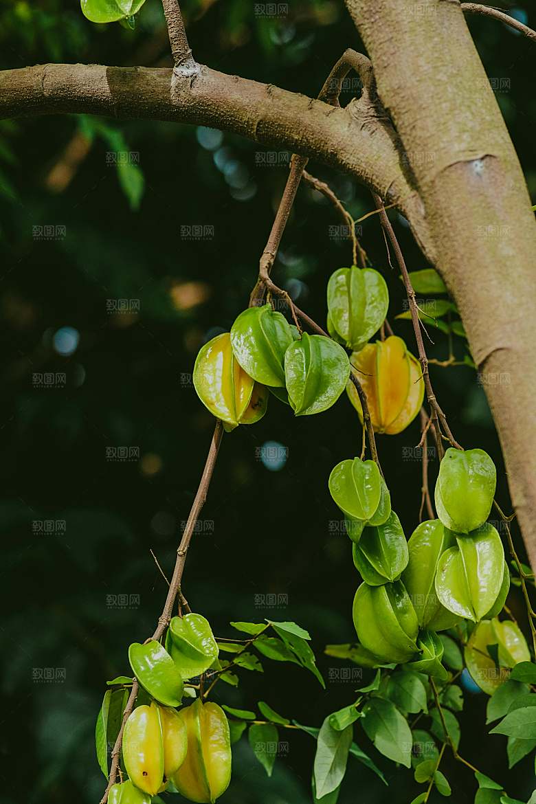 阳桃树木摄影素材