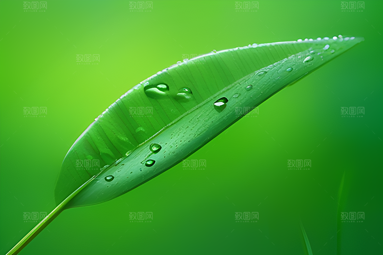 护眼青翠绿色背景下水滴如珠般散落