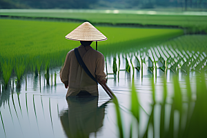 和谐自然的稻田画面