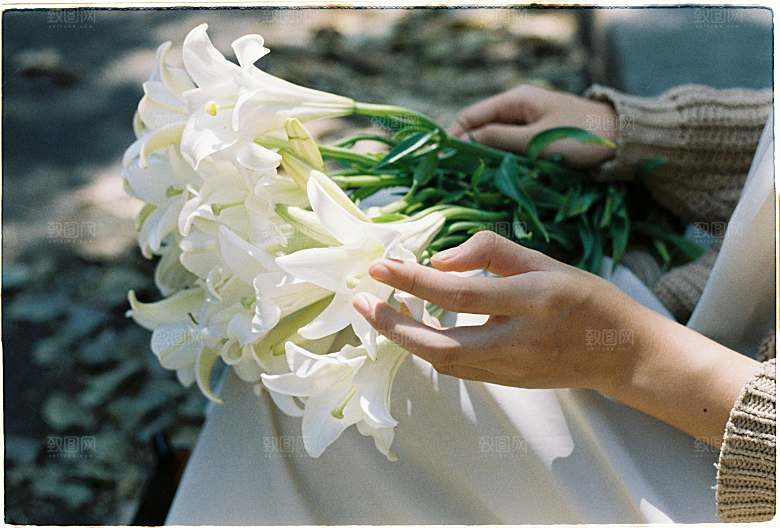 白色百合花鲜花摄影特写