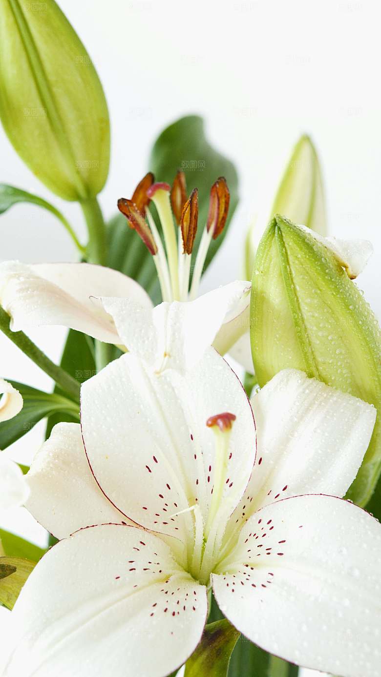 白色百合花鲜花摄影特写