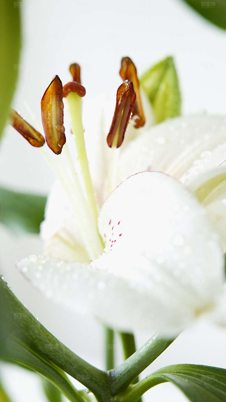 白色百合花鲜花摄影特写