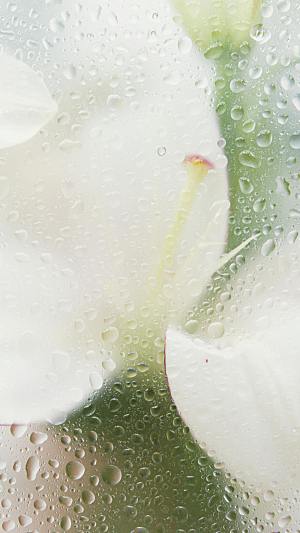 白色百合花鲜花摄影特写