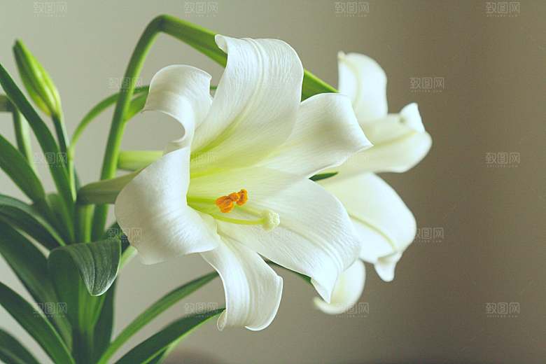 白色鲜花百合花摄影特写素材