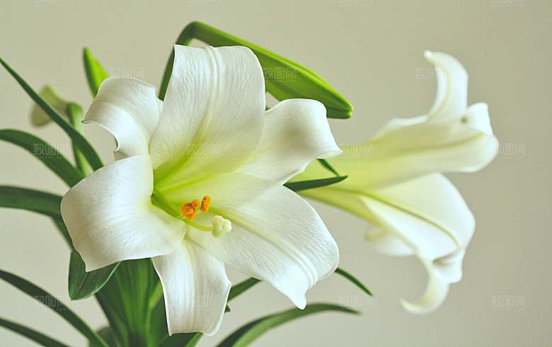 白色鲜花百合花摄影特写素材