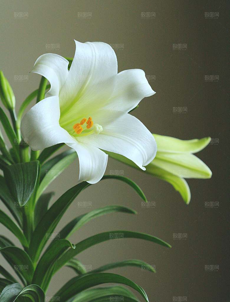 白色鲜花百合花摄影特写素材