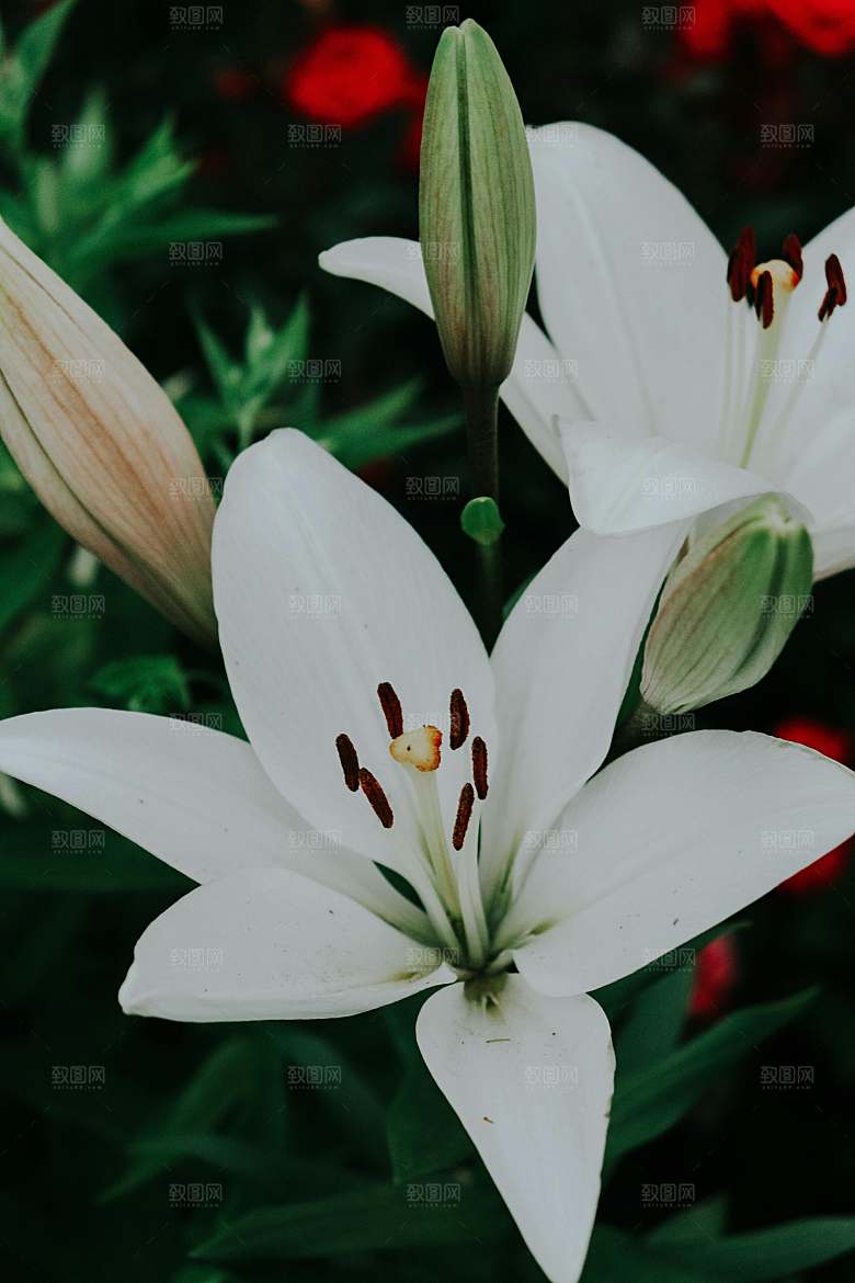 白色鲜花百合花摄影特写素材