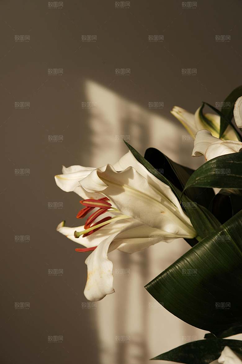 白色鲜花百合花摄影特写素材